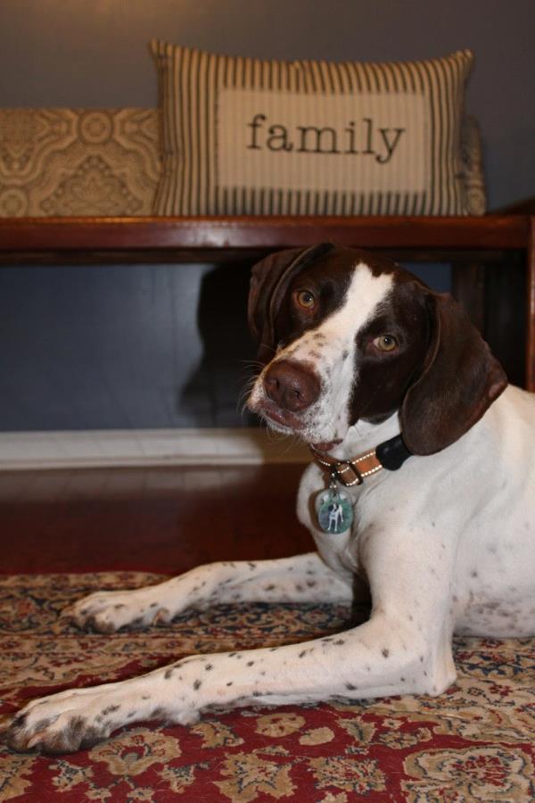 /images/uploads/southeast german shorthaired pointer rescue/segspcalendarcontest2021/entries/21848thumb.jpg